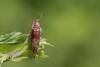 Synaptus filiformis